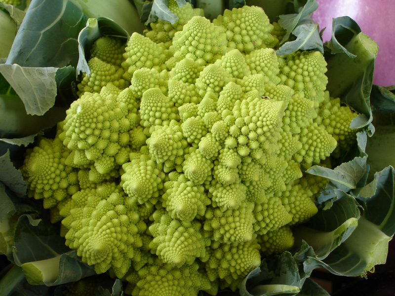 Un cespo di brassica romanesco